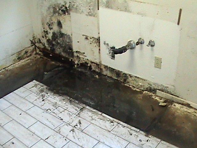 Black Mold Kitchen Cabinets Hawk Haven