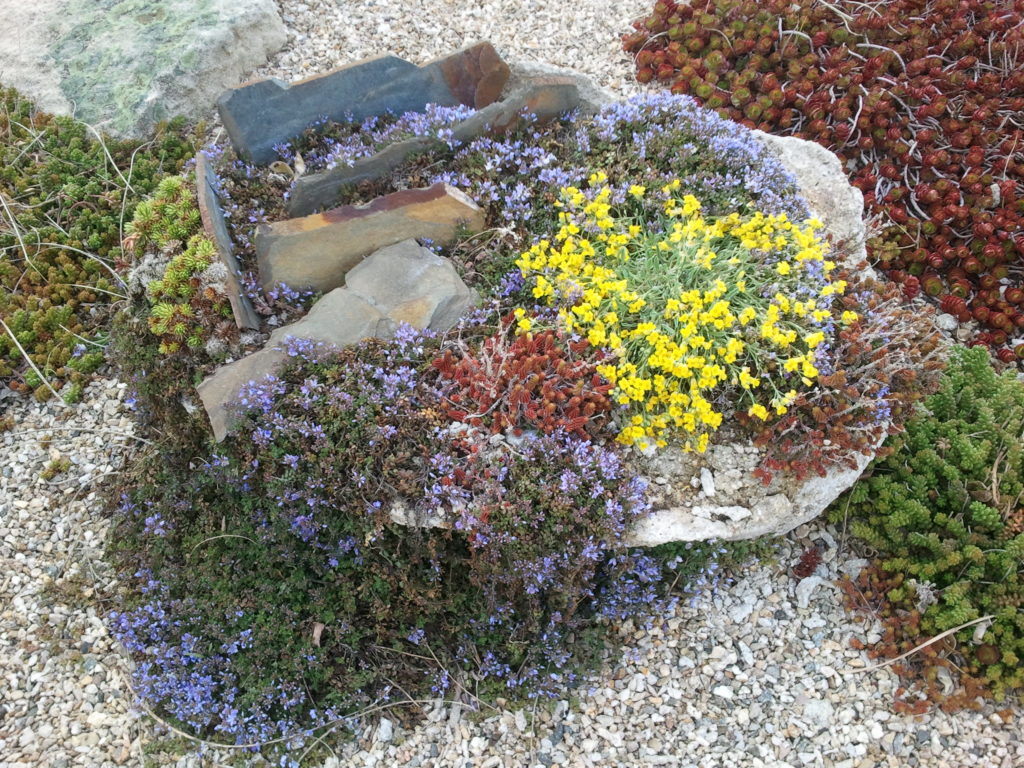 Alpine plants for rock gardens