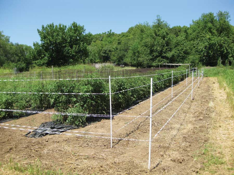 Fencing ideas to keep deer out