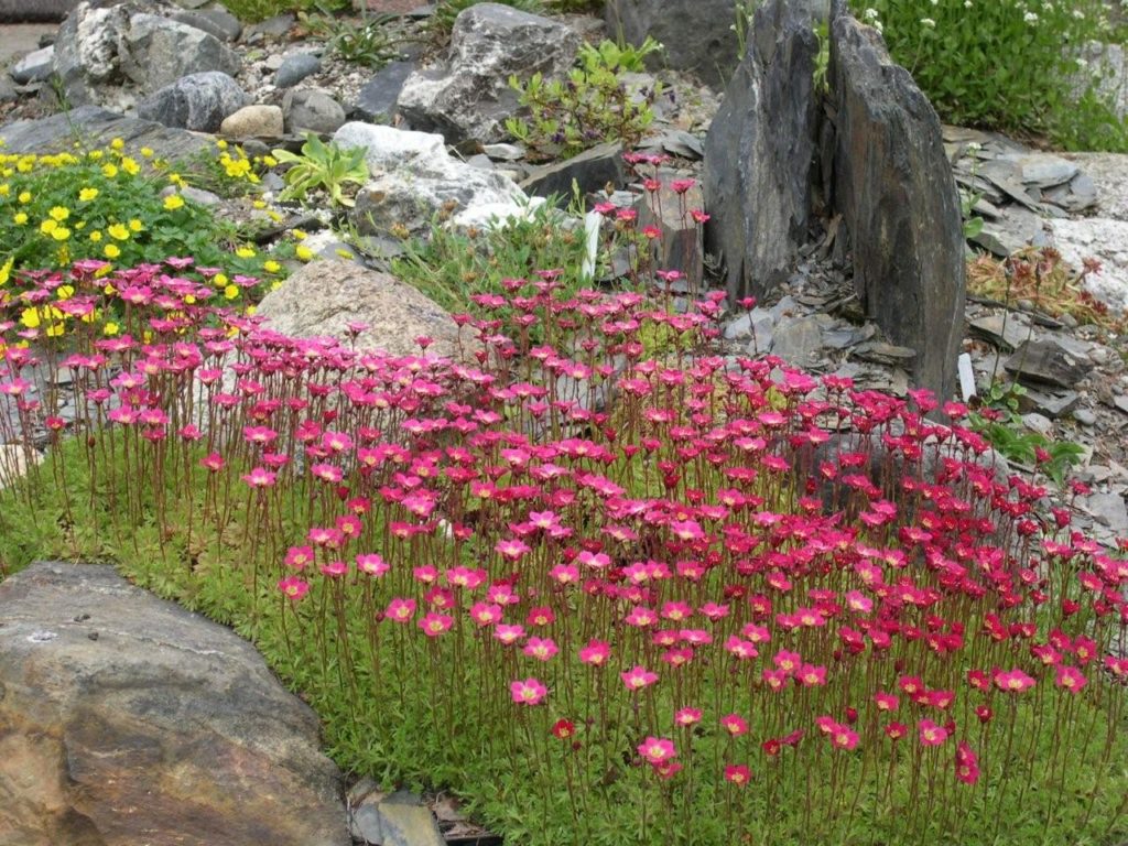 Flowers and plants for rock gardens