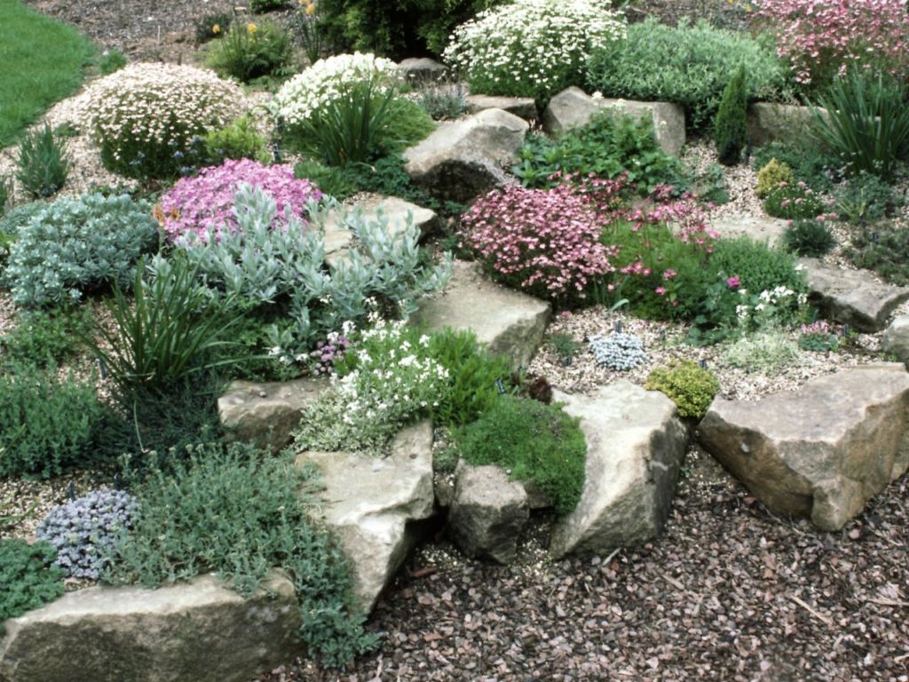 Plants and shrubs for rock gardens