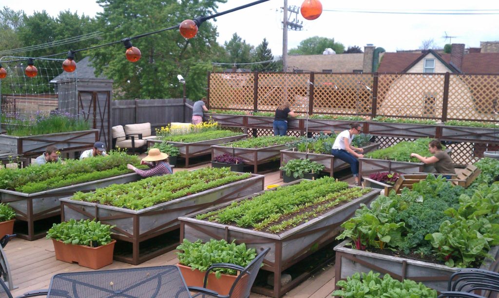 Rooftop vegetable gardens
