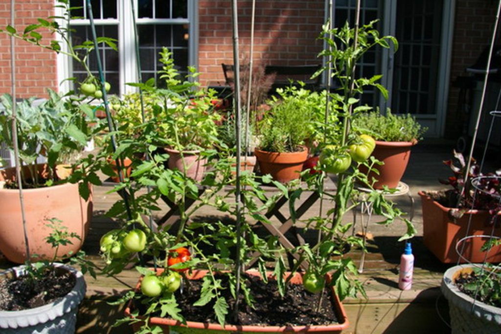 Urban deck vegetable garden