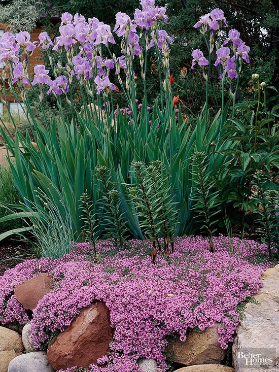 What are good plants for rock gardens