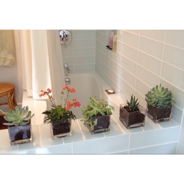 Bathroom Cactus Plant photo - 2
