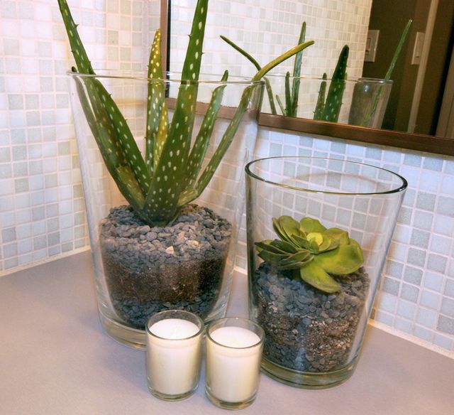 Bathroom Cactus Plant photo - 4
