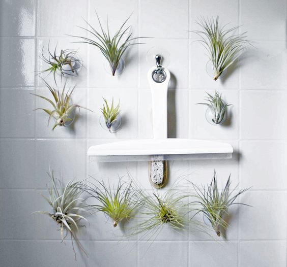 Bathroom Cactus Plant photo - 8
