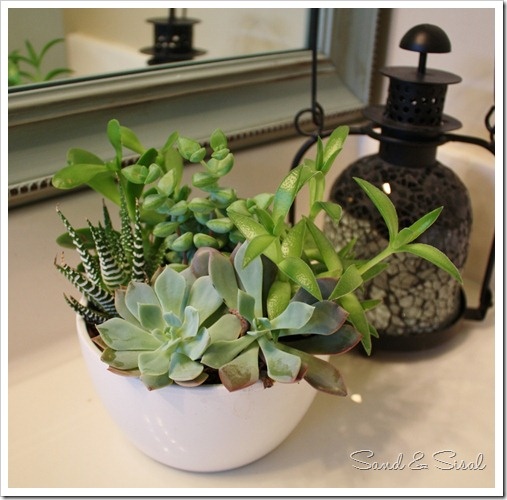 Bathroom Cactus Plant photo - 9