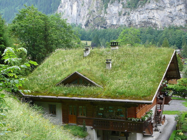 Eco House Grass Roof photo - 3