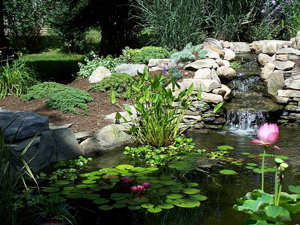 Garden Pond Inspiration photo - 7