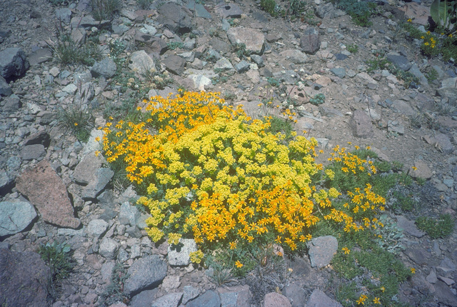 alpine plants for rock gardens photo - 5
