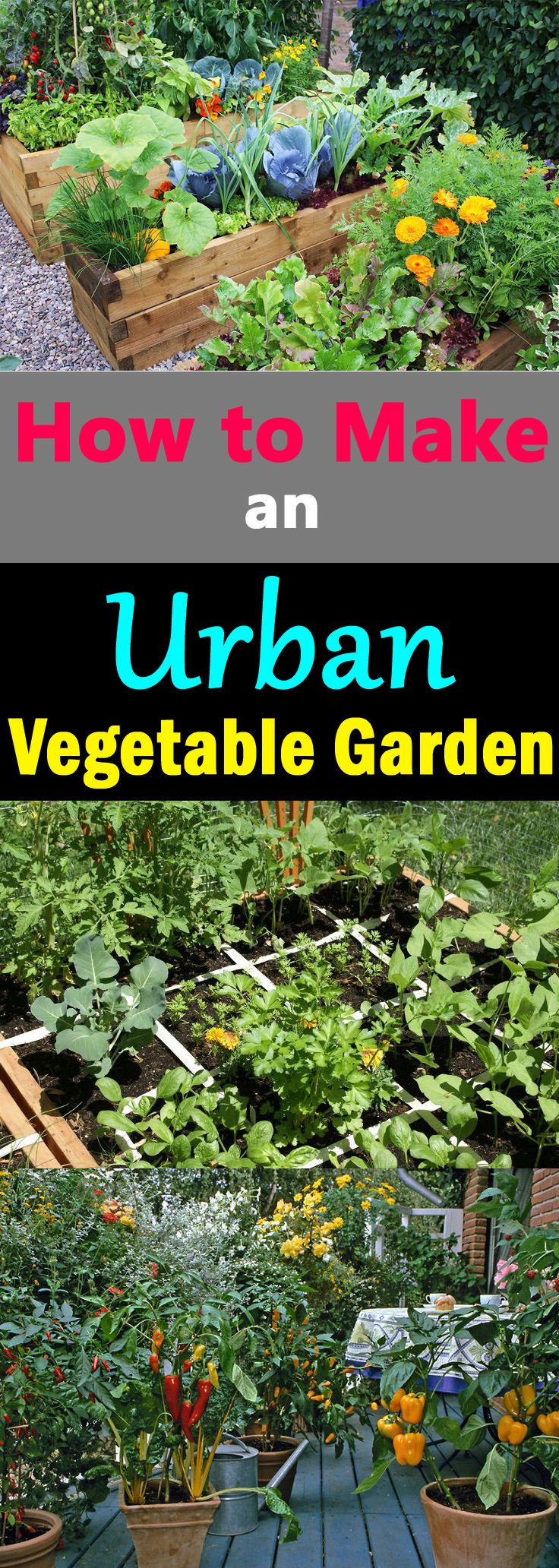 creating an urban vegetable garden photo - 2