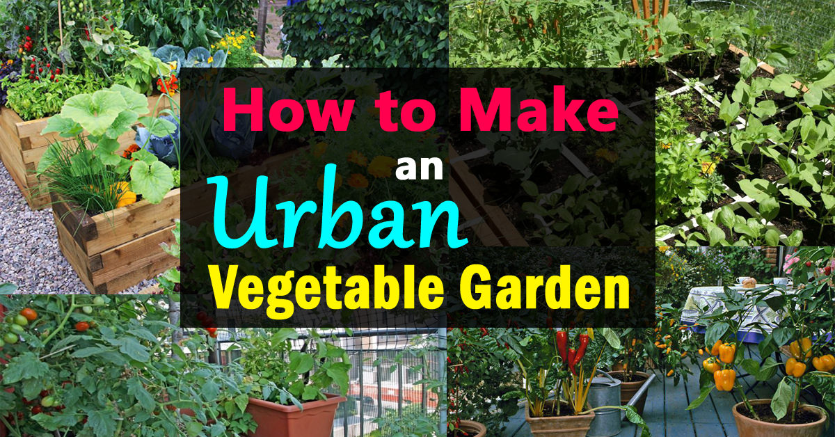 creating an urban vegetable garden photo - 3