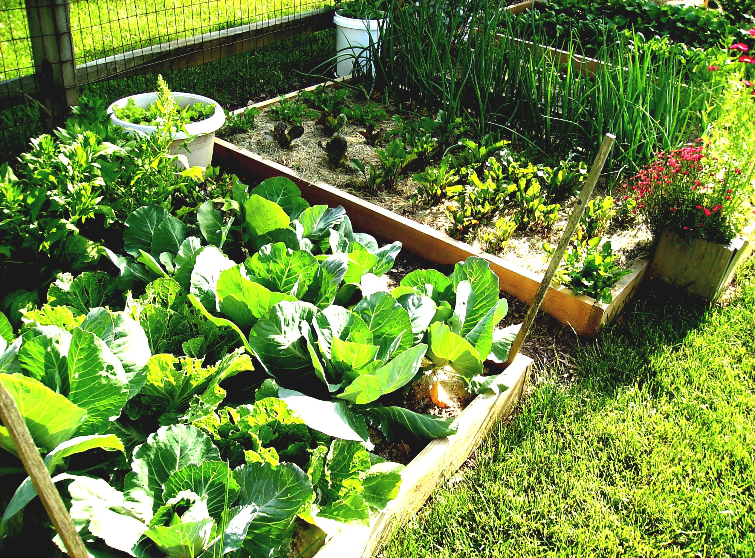 creating an urban vegetable garden photo - 4
