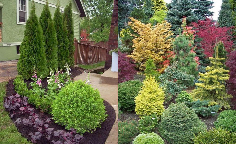 evergreen garden design ideas photo - 9