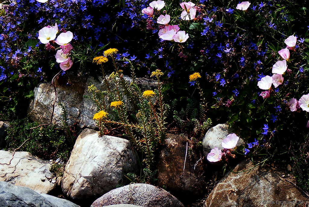 flowers and plants for rock gardens photo - 2