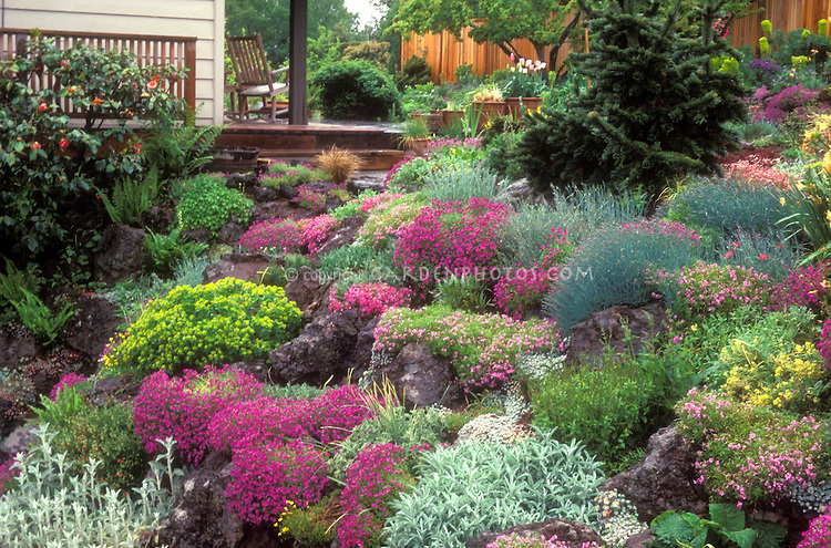 flowers and plants for rock gardens photo - 4