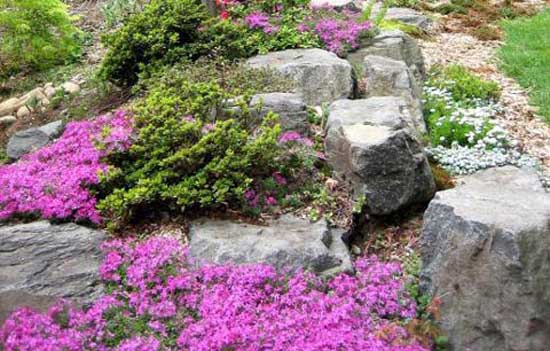 flowers and plants for rock gardens photo - 6