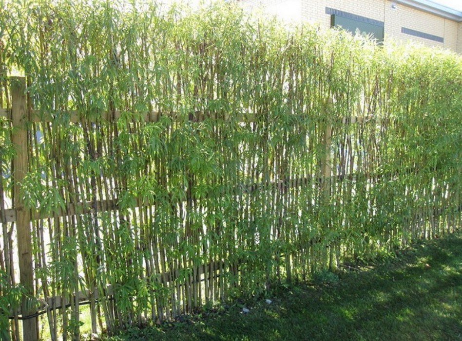 garden bamboo fencing ideas photo - 3