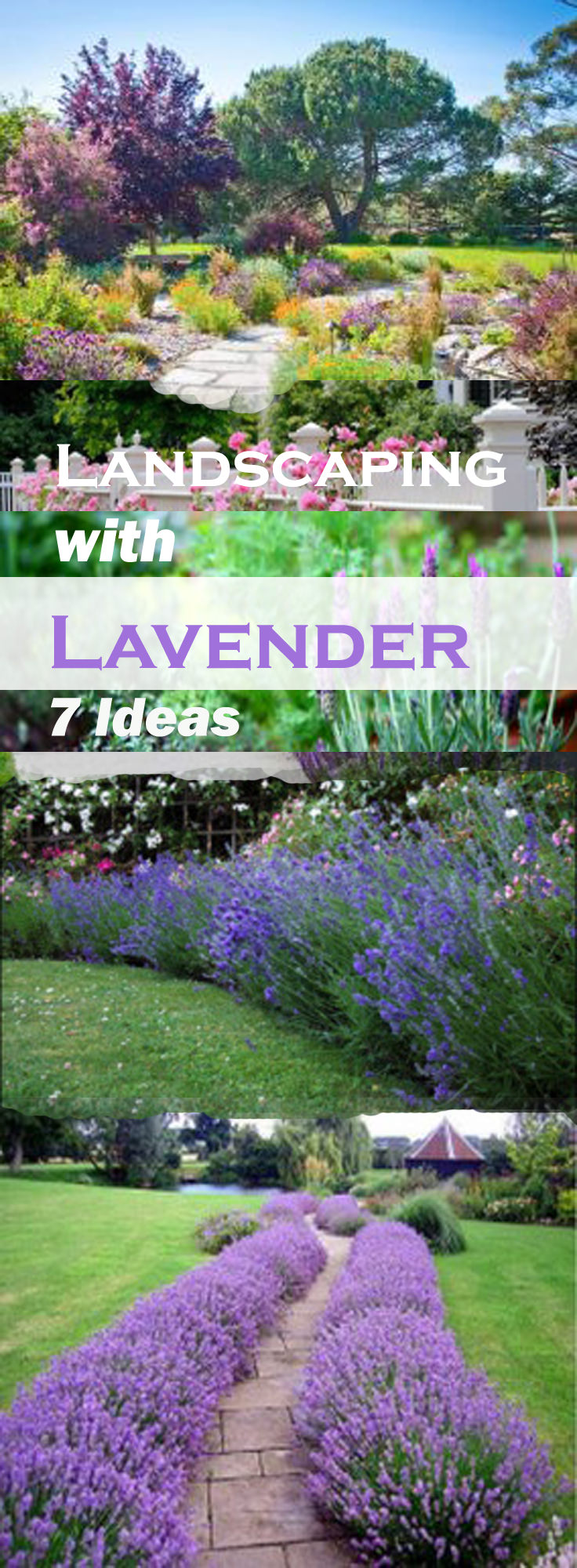 garden design ideas lavender photo - 2