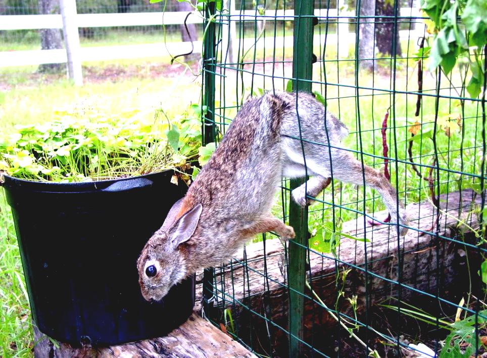 garden fence ideas for rabbits photo - 5