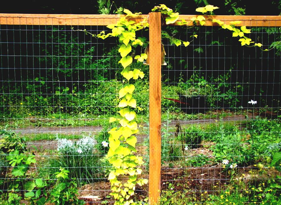 garden fencing ideas do yourself photo - 8