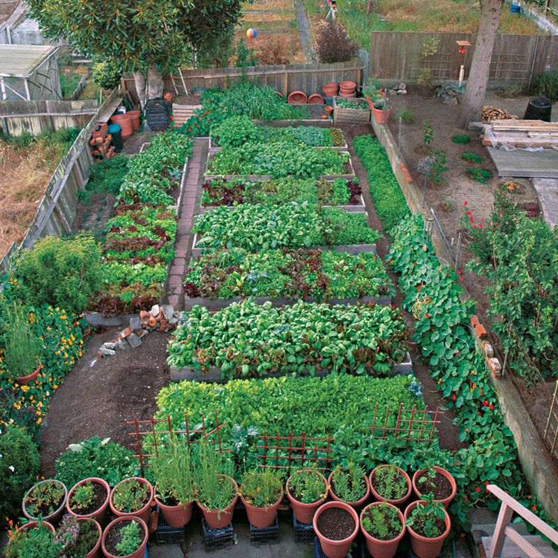 planning an urban vegetable garden photo - 6