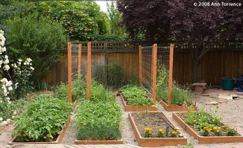 planning an urban vegetable garden photo - 7