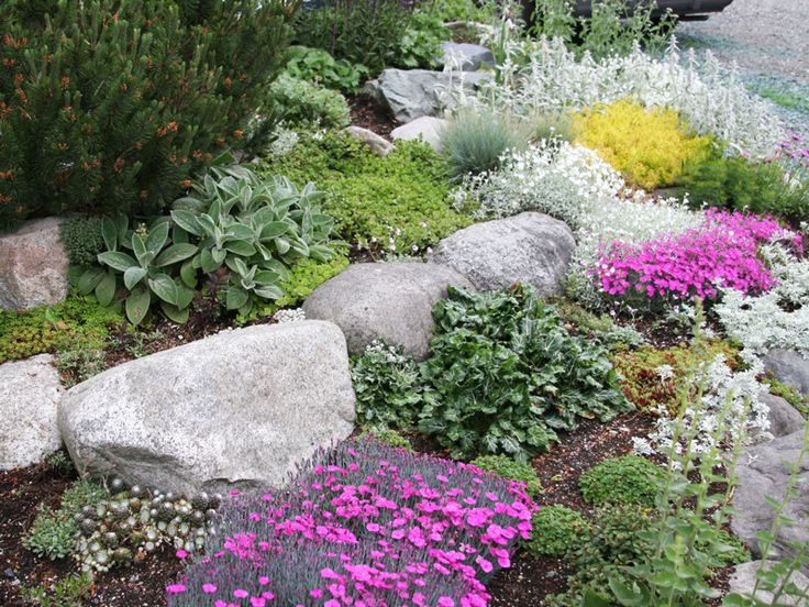 plants and shrubs for rock gardens photo - 6