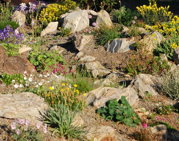 plants and shrubs for rock gardens photo - 8