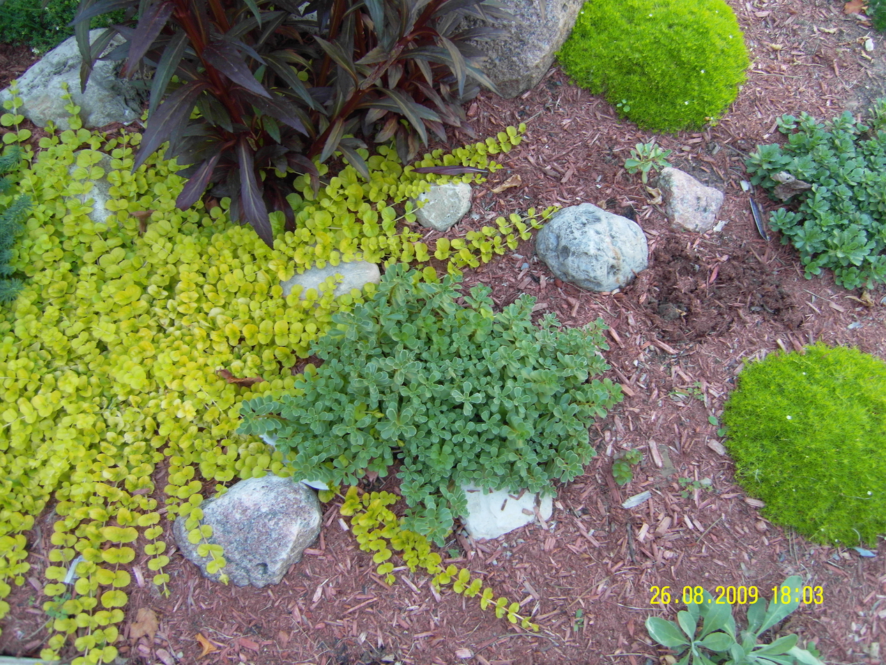 plants for rock gardens photo - 10