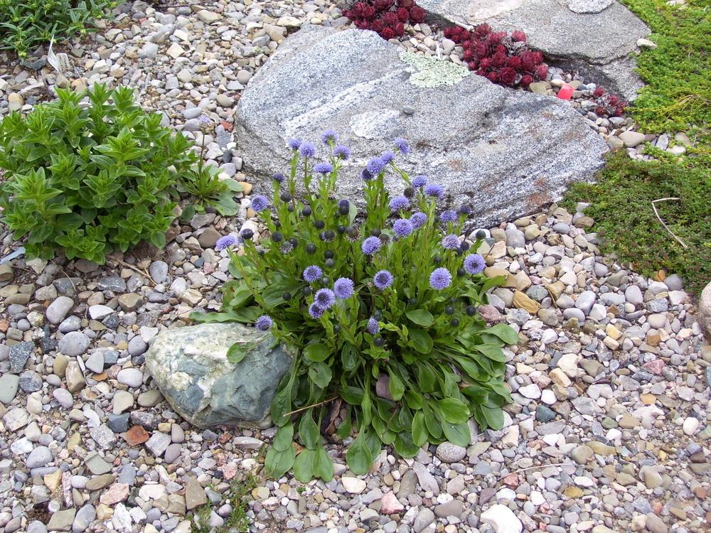 plants for rock gardens photo - 4