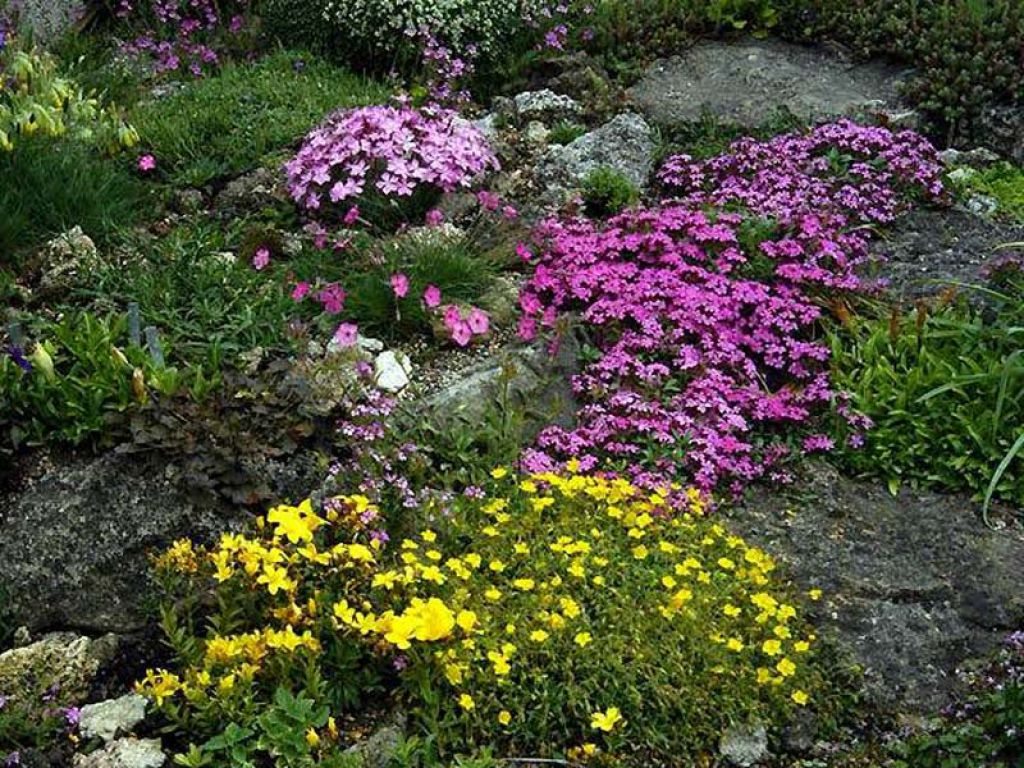 plants for rock gardens photo - 7