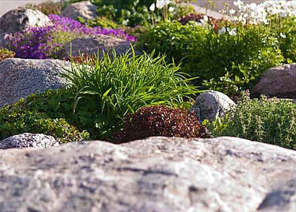 plants for rock gardens photo - 8