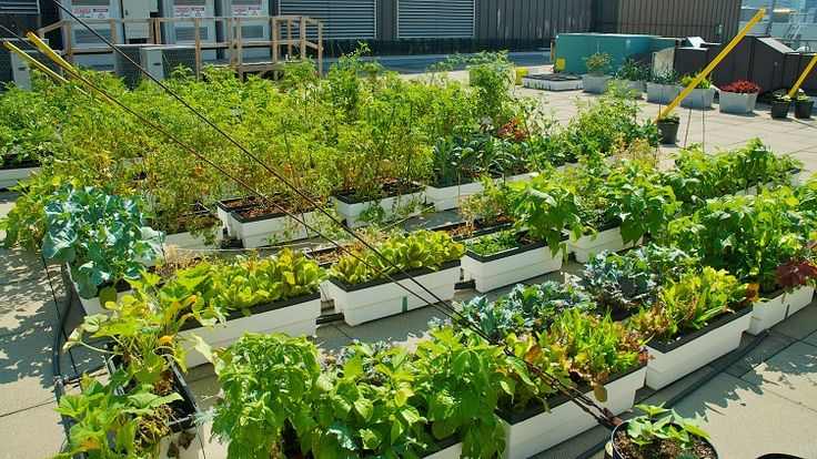 rooftop vegetable garden ideas photo - 10