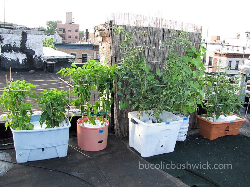 rooftop vegetable garden ideas photo - 2