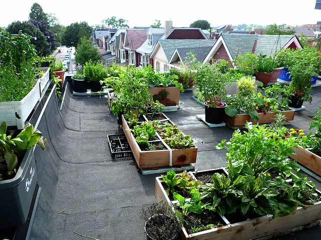 rooftop vegetable garden ideas photo - 4