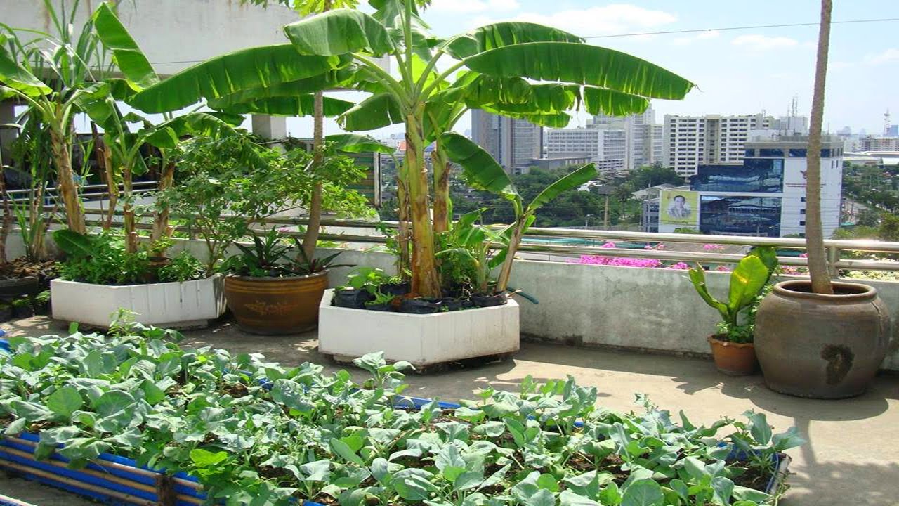 rooftop vegetable garden ideas photo - 5