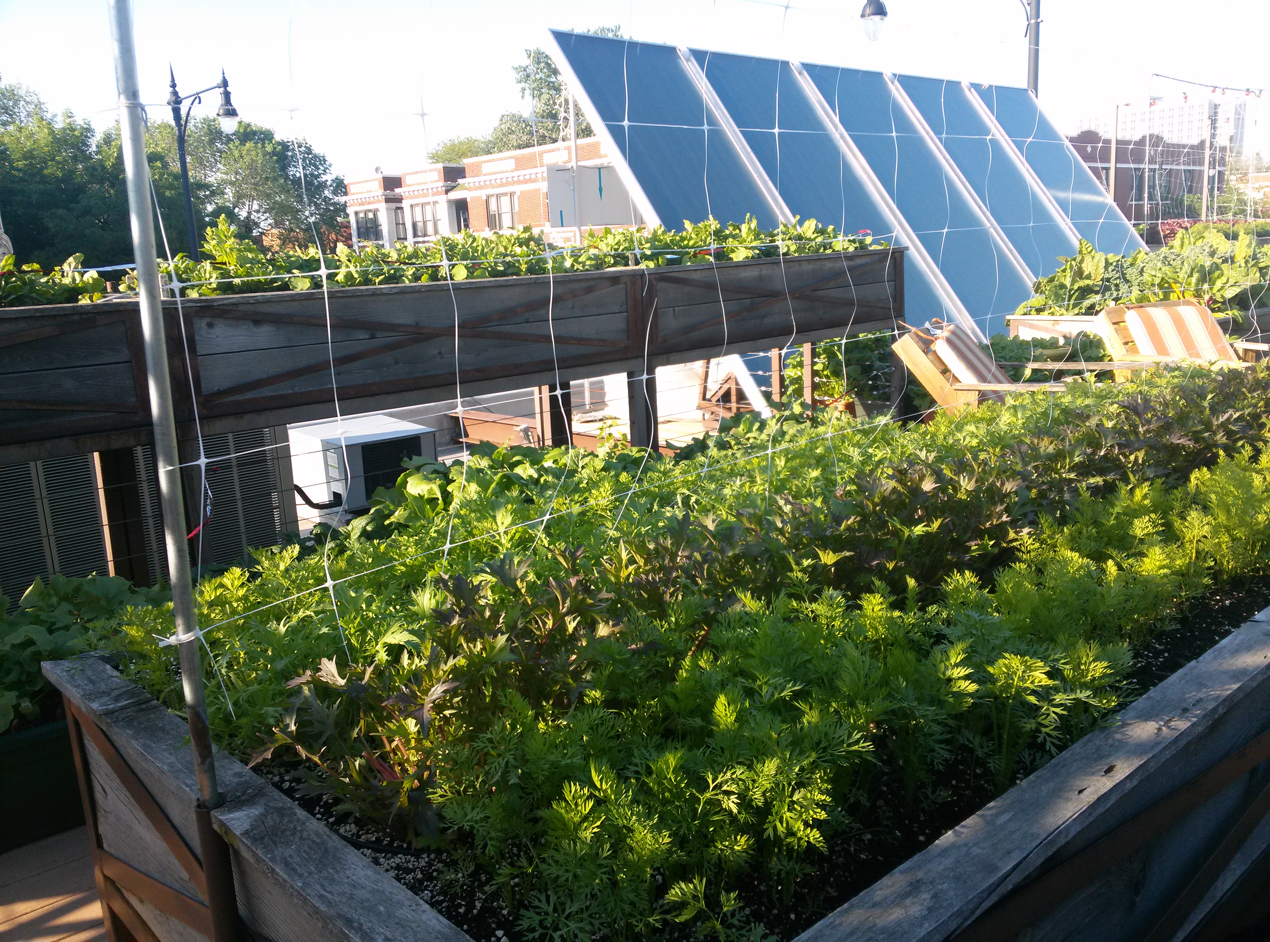 rooftop vegetable garden ideas photo - 9