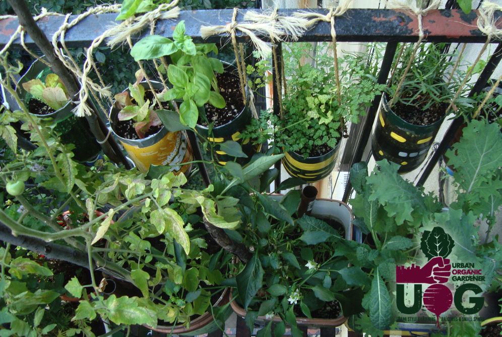 starting an urban vegetable garden photo - 3