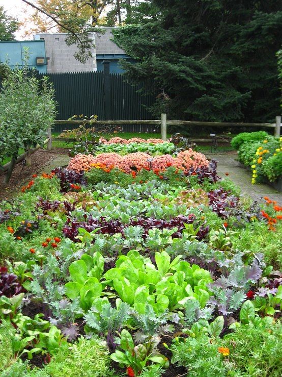 urban vegetable garden plans photo - 4