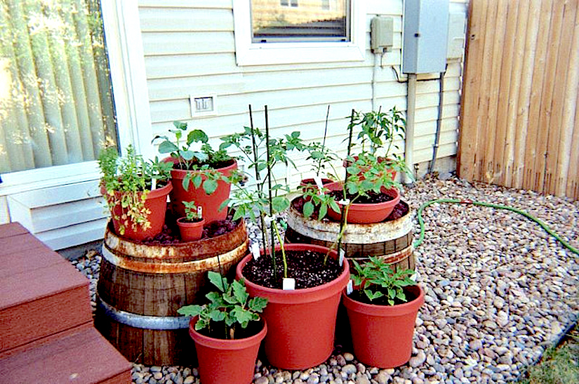 urban vegetable gardening ideas photo - 7
