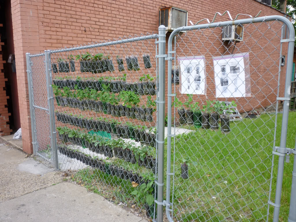 vegetable garden chain link fence photo - 1