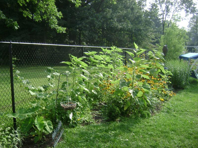 vegetable garden chain link fence photo - 3