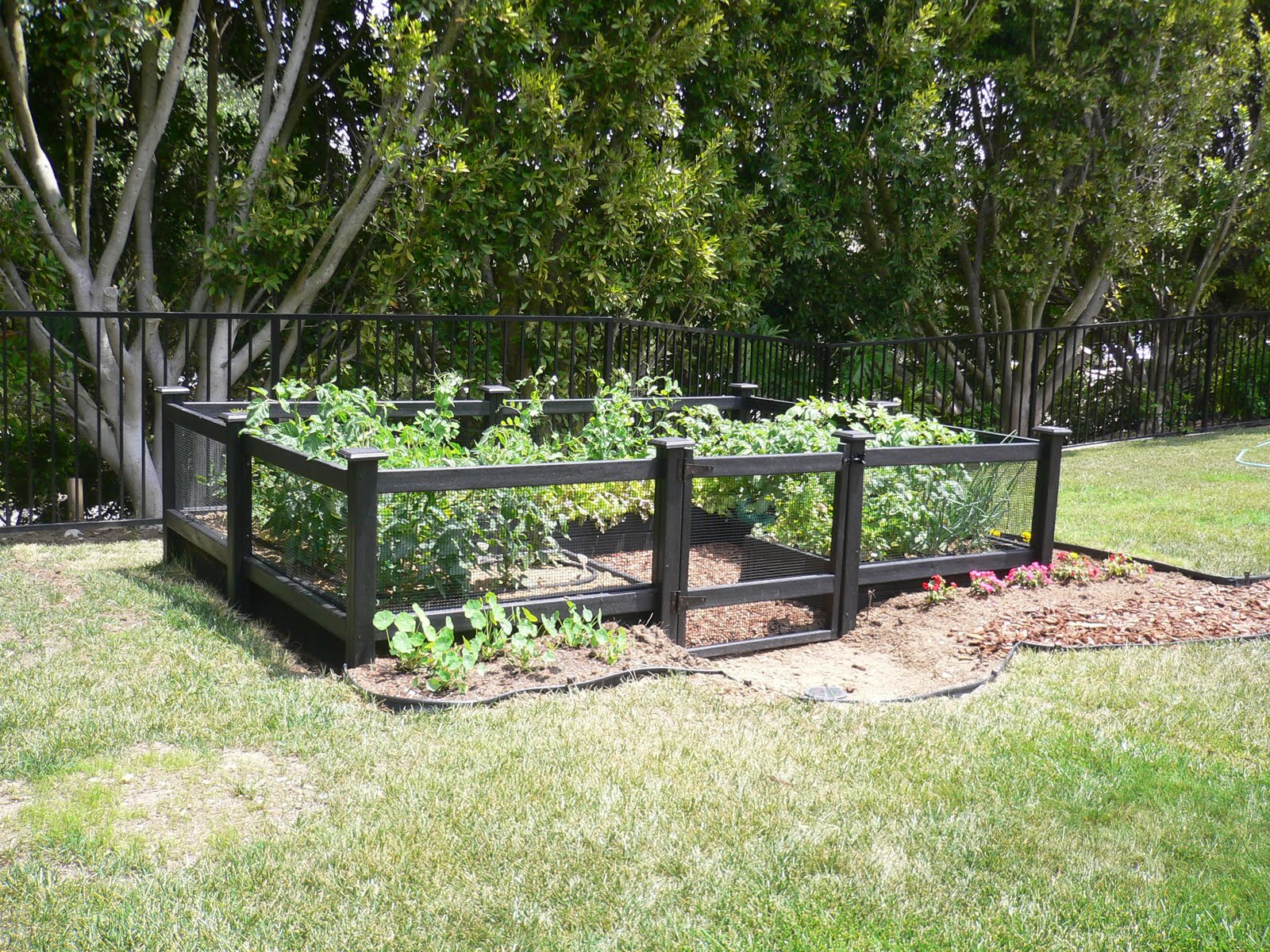 vegetable garden chain link fence photo - 6