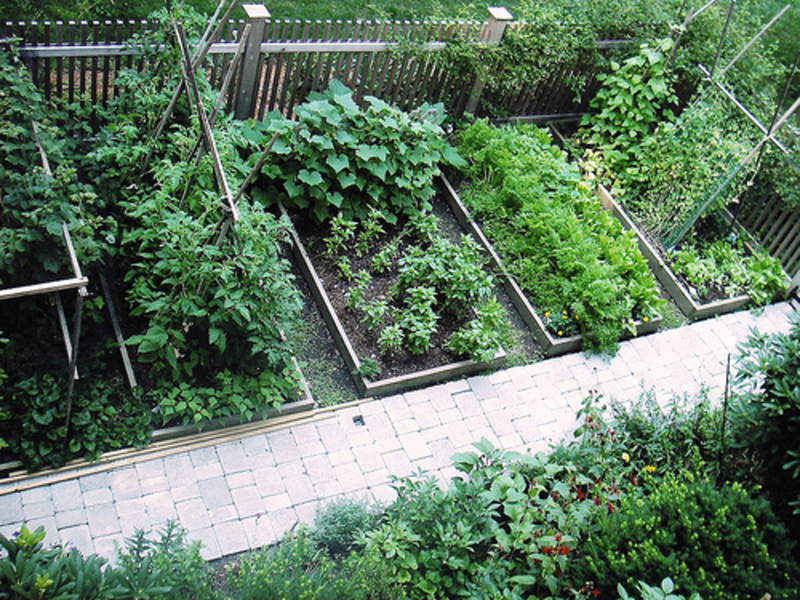 vegetable garden design photo - 4