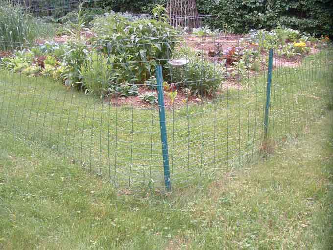 vegetable garden fence chicken wire photo - 8