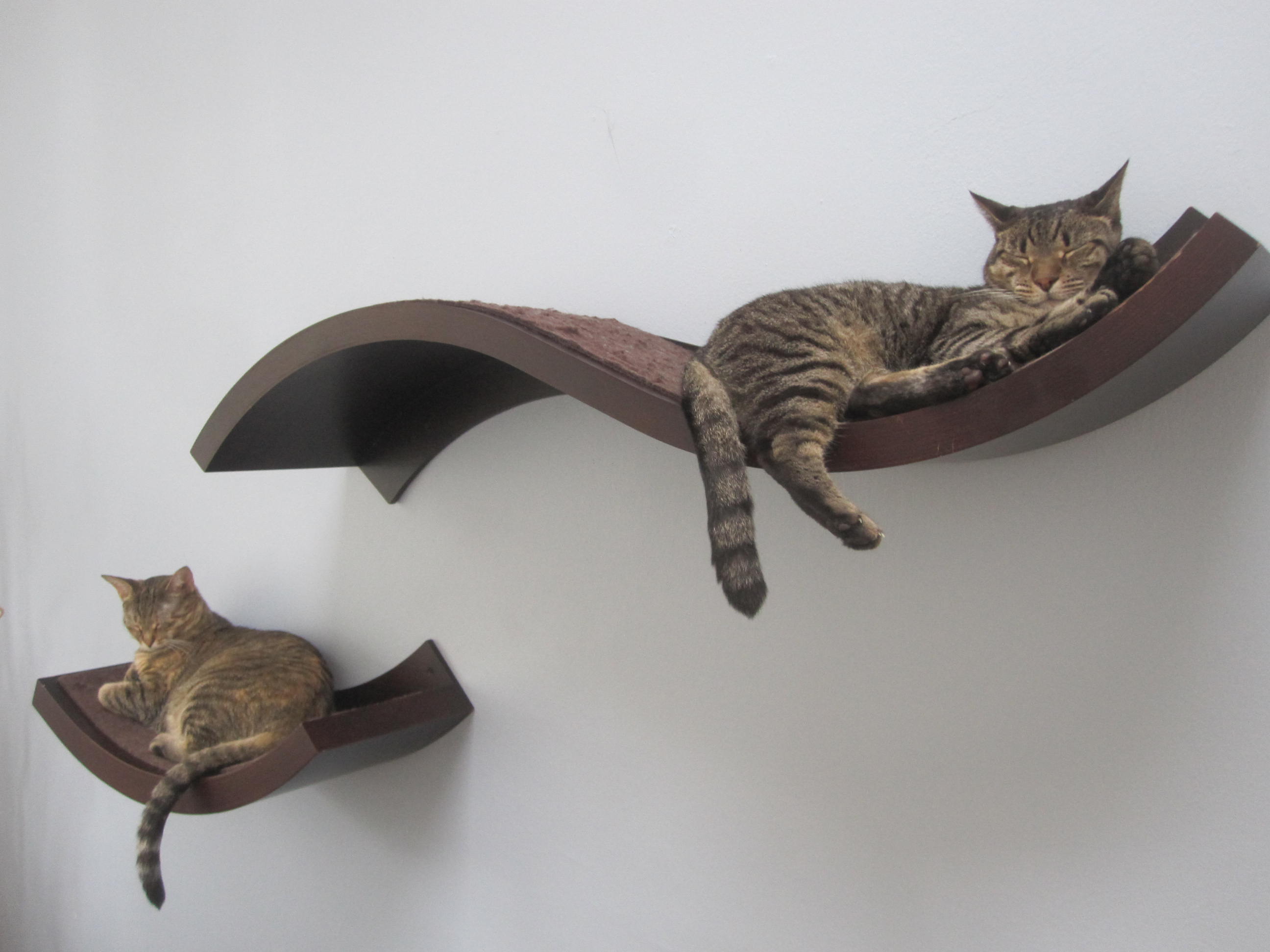 wall mounted shelves for cats photo - 4