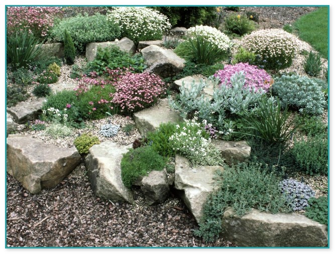 what are good plants for rock gardens photo - 2